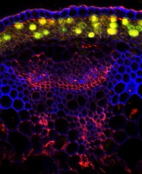 Rhamnogalacturonan-I backbone (clone CCRC-M35) in the group Antibodies Plant/Algal / Cell Wall / Dr. Hahn collection, University of Georgia at Agrisera AB (Antibodies for research) (AS16 3224-1ml)